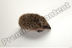 Whole Body Hedgehog